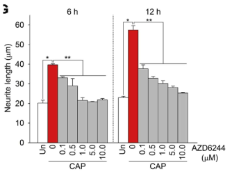 ERK inhibitor 농도별 세포주 형태 변화 그래프