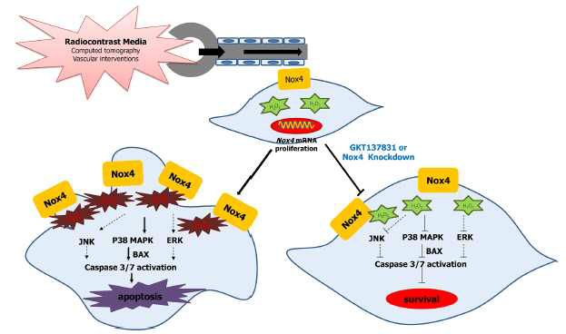요오드 방사선 조영제 유발 급성 신병증 모델에서 Nox4 의 세포내 역할 및 신호전달인자