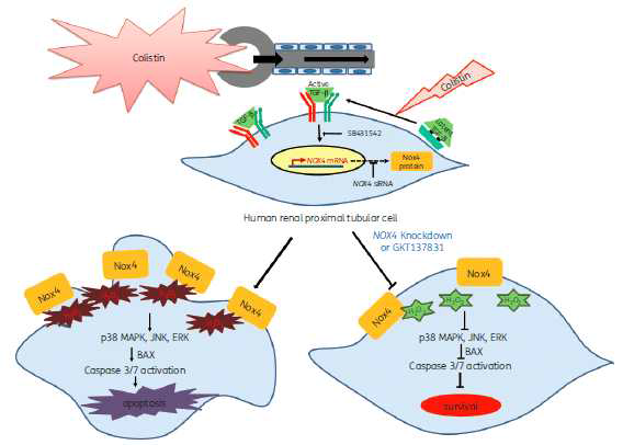 콜리스틴 유발 급성 신병증 모델에서 Nox4 의 세포내 역할 및 신호전달인자 규명