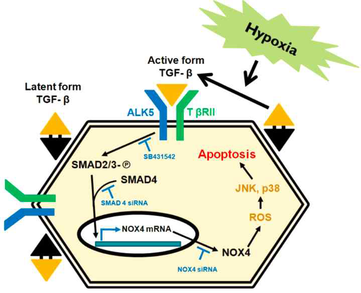 허혈 급성 신손상 모델에서 Nox4 의 세포내 역할 및 신호전달인자 규명