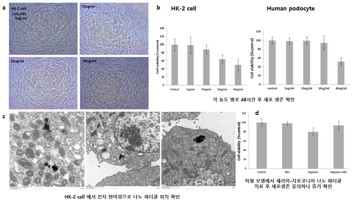 (a) HK-2 cell에 세리아 지르코니아 나노입자 투여 (b) HK-2 cell 과 podocyte에서 각 농도 별로 나노입자 투여 후 세포 생존 확인 (MTT assay) (c) HK-2 cell에서 전자 현미경으로 나노입자 위치 확인 (d) 허혈 모델에서 나노입자 투여 후 생존의 유의한 증가 확인