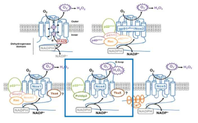 활성화된 Nox family의 분자 구조를 나타내며 Nox4, Nox5, Duox 는 세포막 단백인 p22phox 로만 구성되며 세포질 내 단백은 없으며 신장에는 주로 Nox4 가 존재함