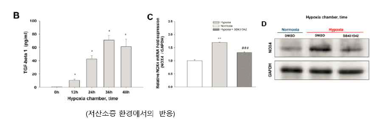 허혈에 의한 급성 신손상 모델에서 TGFβ1/Smad-Nox4 경로 확인