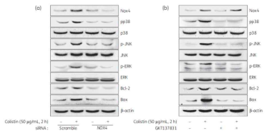 콜리스틴 유발 독성 신병증 모델에서 Nox4 의 하위 신호전달 체계규명
