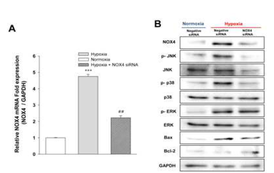 허혈에 의한 급성 신손상 모델에서 Nox4 의 상승