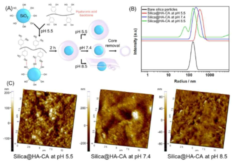 (A) pH에 따른 실리카@HA-CA 구조의 개략도. (B) 실리카 입자(검정), pH 5.5(빨강), pH 7.4(파랑), pH 8.5(초록)에서 실리카@HA-CA 입자들의 수력학적 반지름 분산도 (C) pH 5.5(왼쪽), pH 7.4(중앙), 그리고 pH 8.5(오른쪽)에서의 AFM 이미지
