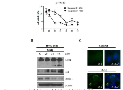 sanggenon Q 처리로 인한 자가포식 마커인 LC3II의 변화