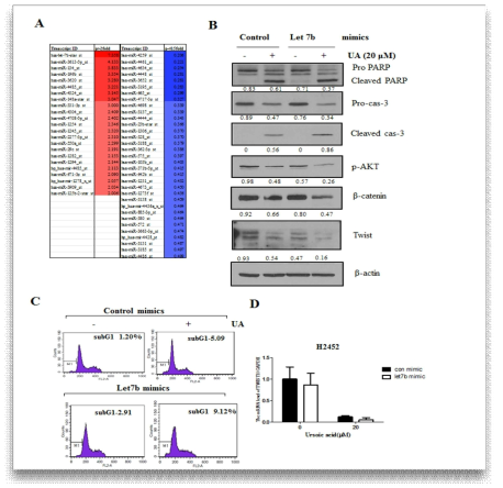 폐암세포서 ursolic acid에 의해서 조절 되는 let7b 발현 분석. ursoic aic 처리에 의한 MicroRNA 변화 (A). MicroRNAs let 7b mimic 및 inhibitor 와 ursolic acid에 의한 세포 사멸과 그리고 전이에 관련된 단백질의 변화(B,C,D)