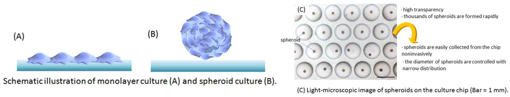 2D와 3D culture의 세포 성장 모습 차이와 특징