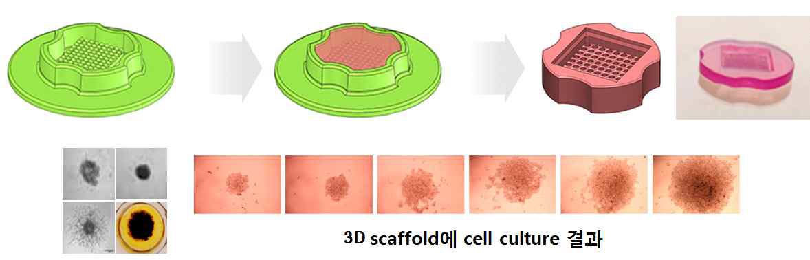 3D scaffold 형성의 실제 결과