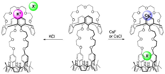 이온쌍 수용체 12와 KCl, CsCl, CsF의 결합 방식