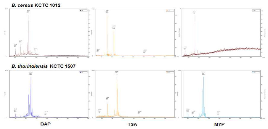 MALDI-TOF MS spectra obtained from B. cereus KCTC 3124 and B. thuringiensis KCTC1507 in the low mass range (500–3000 m/z). BAP: blood agar plates; TSA: trypticase soy agar, MYP: mannitol–egg yolk–polymyxin agar