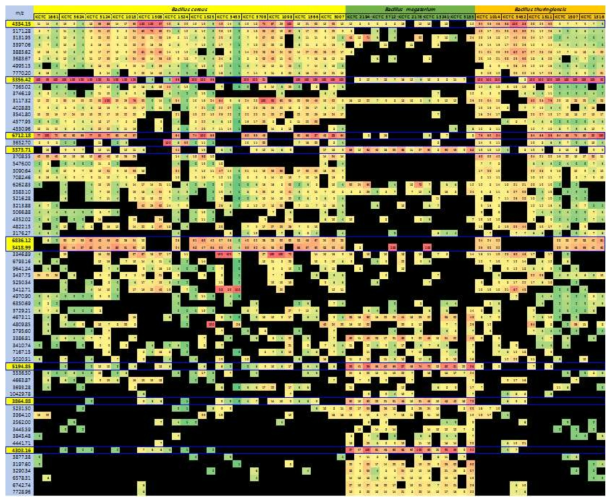 Heat map of protein mass peaks derived from 22 bacterial strains reclassified into three Bacillus species, B. cereus (n = 12), B. thuringiensis (n = 5), and B. megaterium (n = 5). Red color indicates high peak intensity, green indicates low peak intensity, and black indicates absence of peak