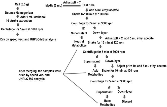 Scheme of Sample Preparation