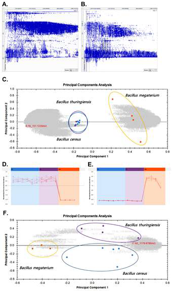 Classification of B. cereus, B. thuringiensis, and B. megaterium in the cells and the media