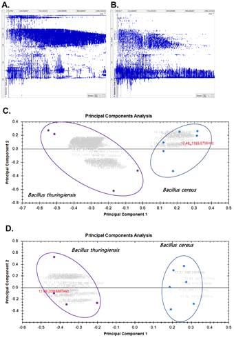 Classification of B. cereus and B. thuringiensis in the cellular and media fractions