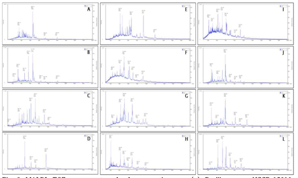 MALDI-TOF mass spectra of reference pathogens ; (a) Bacillus cereus NCCP 15910, (b) Bacillus thuringiensis KCCM 11579, (c) Clostridium perfringens KCTC 5102, (d) Listeria monocytogenes KCCM 40307, (e) Staphylococcus aureus KCTC 1621, (f) Vibrio parahaemolyticus KCTC 2729, (g) Campylobacter coli KCTC 15212, (h) Campylobacter jejuni KCTC 5327, (i) Enterobacter sakazakii KCTC 2949, (j) Salmonella enteritidis KCCM 12021, (k) Salmonella typhimurium KCTC 2315, and (l) Yersinia enterocolitica KCCM 41657