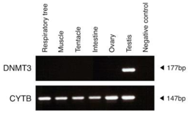 PCR을 통한 해삼의 각 조직별 DNMT3 유전자 발현의 확인