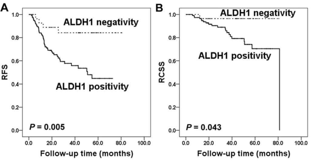 Kaplan-Meier survival curve 선행항암화학방사선 요법에서 남은 종양에 서 ALDH1 양성 발현은 환자의 나쁜 (A) recurrence-free survival (RFS) 및 (B) rectal cancer-specific survival (RCSS)과 관련 있음