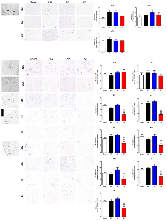 대뇌신경세포 활성도 관찰. BLA, Basolateral amygdarar nucleus; CM, cetral medial thalamic nucleus; M1, primary motor cortex, S1, primar comatosensory cortex; S2, secondary comatosensory cortex; AIV, agranular insular cortex; AID, caudate putamen-ventral lateral; DI, dysgranular insular cortex; GI, granular insular cortex. SNR, substantia nigra reticular; SNC, substantia nigra compacta; VTA, ventral tegmental area. *p<0.05, ***p<0.001 vs. Sham, #p<0.05, ##p<0.01, ###p<0.001 vs. PSL, §p<0.05, §§p<0.01 vs. AP