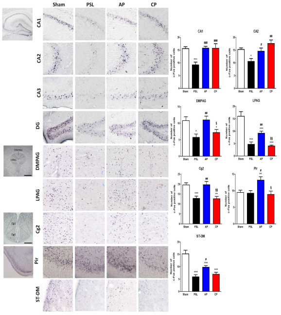 대뇌 신경세포 활성도 관찰. CA1, field CA1 of hippocampus; CA2, field CA2 of hippocampus; CA3, field of CA3 of hippocampus; DG, dentate gyrus; DMPAG, dorsomedial periaquaductal gray; LPAG, lateral periaquaductal gray; Cg2, Cingulate gyrus, area 2; Pir, Piriform; ST-DM, dorsomedial striatum. *p<0.05, ***p<0.001 vs. Sham, #p<0.05, ##p<0.01, ###p<0.001 vs. PSL, §p<0.05, §§p<0.01 vs. AP