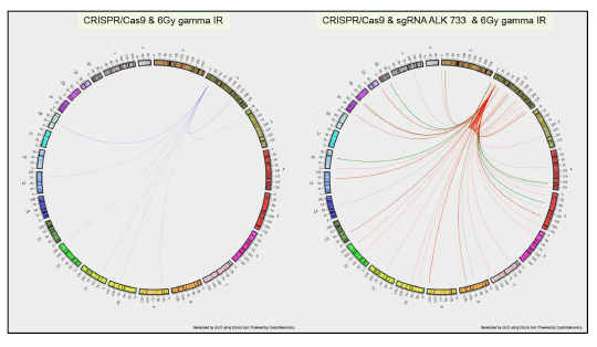 두 set에 해당되는 샘플을 전체 유전자 상에 표시 (좌: CRISPR/Cas9 & IR, 우: CRISPR/Cas9 -sgRNA & gamma IR을 동시에 treatment 했을 때의 ALK fusion partner gene의 패턴)