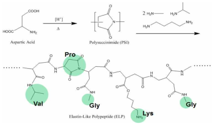 PSI 합성 및 ELP 모사 polyaspartamide 개발