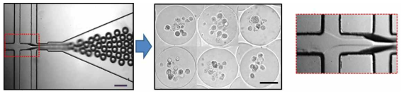 이중 microfluidic FFD를 이용한 마이크로젤 제작. 세포들이 마이크로젤 중심부로 이동함