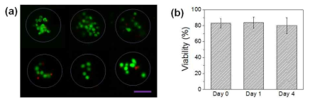 (a) Live/Dead Assay를 이용하여 마이크로젤 속 세포의 생존률 측정 (green(live), red(dead). (b) 시간에 따른 생존률 변화