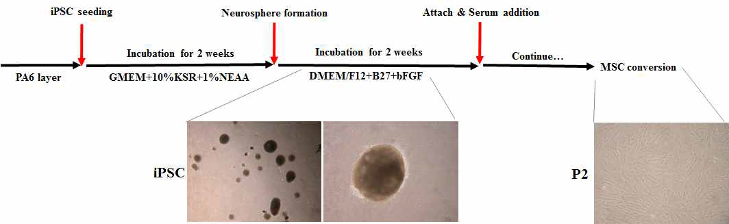 전능성줄기세포를 neural crest 단계를 거쳐 중간엽줄기세포로 분화시키는 과정