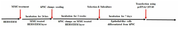 분화된 상피유사세포의 불멸화 experimental scheme