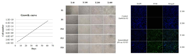 불멸화된 상피유사세포주의 성장곡선, 모양 관찰 및 SV40 발현 확인