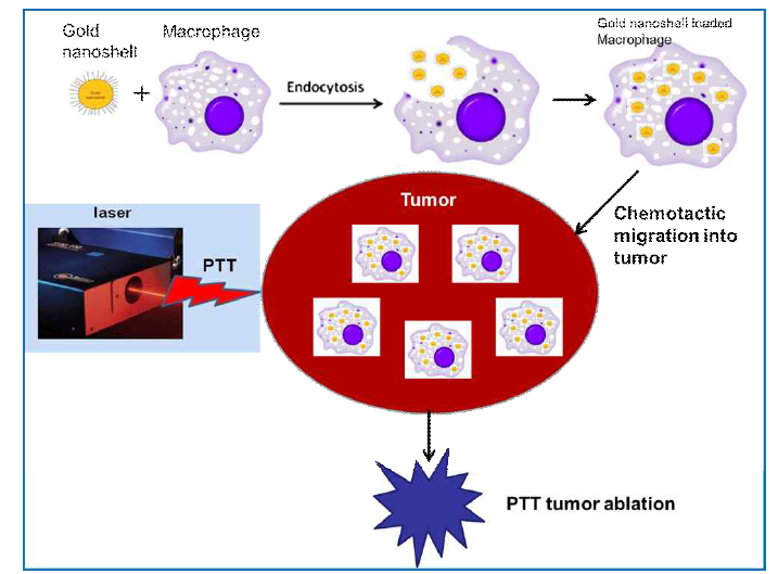 Schematic diagram of photothermal tumor treatment by targeted delivery systems for gold nanoshells using macrophages. (PTT ; Photothermal treatment)