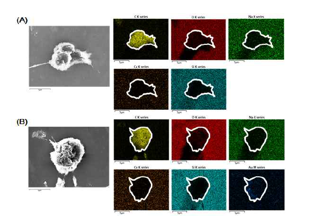 (A) 일반 대식세포의 SEM 이미지 및 성분분석 이미지 (B) 금나노입자를 봉입한 대식세포를 이용한 성분분석 이미지를 통한 금이온의 검출 확인