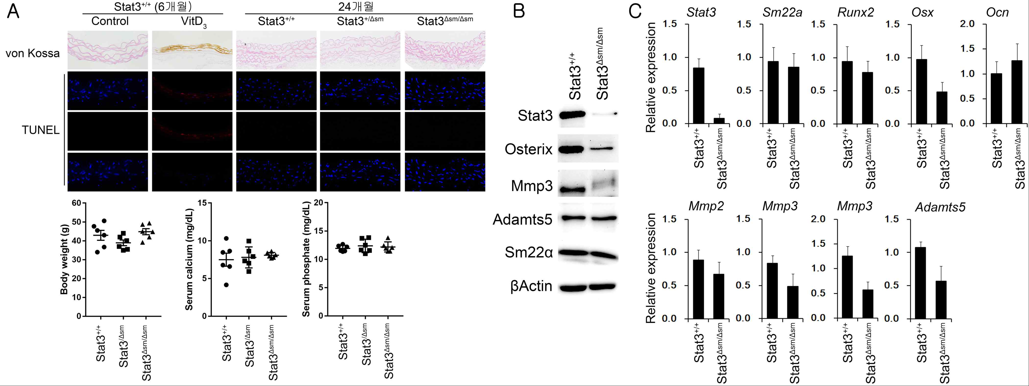 24개월령 Stat3Δsm/Δsm 생쥐 혈관에서 혈관석회화가 유도되지 않음