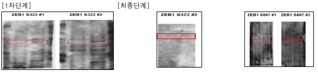 검출한 S322, S887항체를 가지고 단백질 수준에서 확인 (1차와 최종)