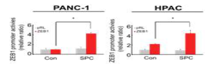 PANC-1과 HPAC 세포주에서 SPC에 의한 ZEB1의 promoter 활성