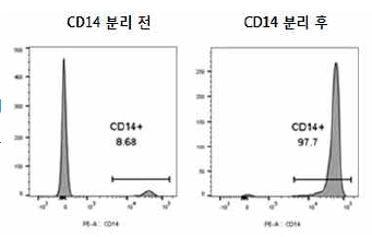 단핵구(CD14+ cells) 분리