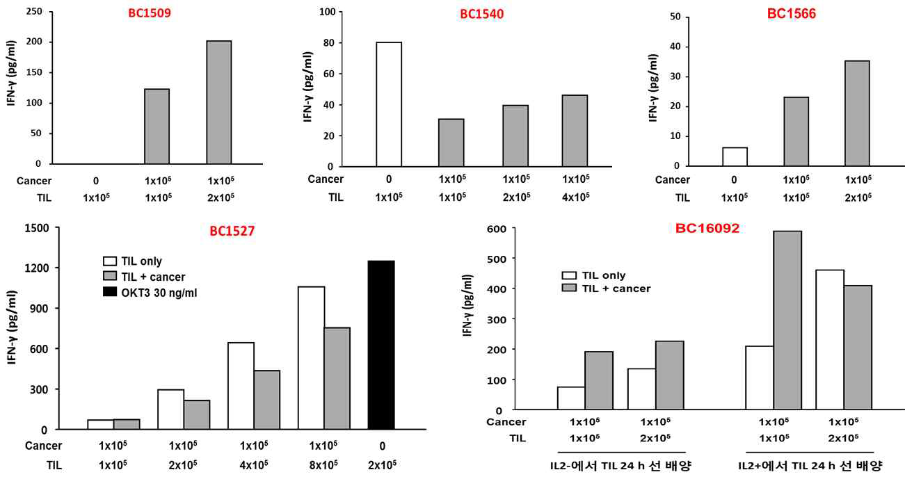 유방암 조직에서 배양한 종양침윤림프구의 IFN-γ 분비능