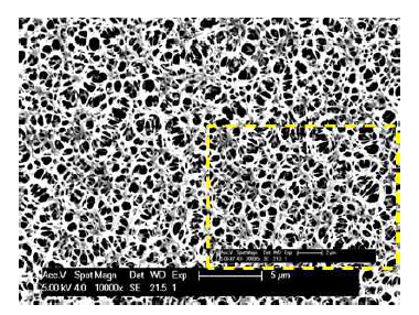 순수한 다공성 PAN 박막의 FE-SEM 사진