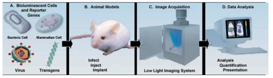 In vivo imaging system