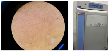 피부암 세포의 현미경 사진(좌) 세포 배양을 위한 인큐베이터(우)