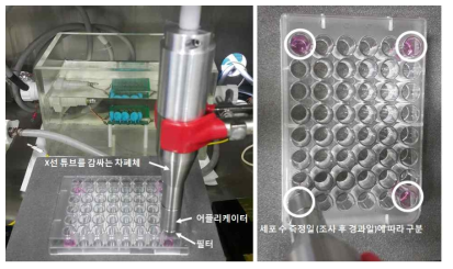 세포 배양 후 방사선 조사