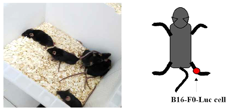 세포 이식이 완료된 쥐(좌) 및 세포가 이식된 부위(우)