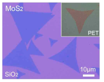 MoS2 단일층 SiO2 기판위에 합성 후 유연 기판 (PET)에 Transfer