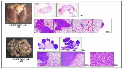 orthotopic mouse lung cancer 모델 제작