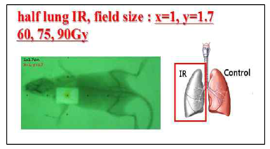 orthotopic model에서 방사선 조사 부위