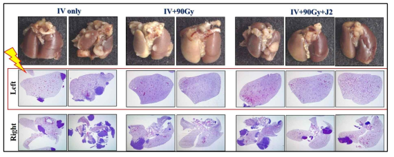 orthotopic lung cancer 마우스 왼쪽 폐에 90Gy 2주간 조사 후 gross finding 및 H&E staining 결과