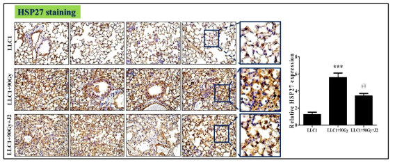 orthotopic mouse lung cancer 모델에서 HSP27 발현 결과