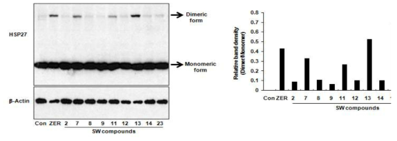 Xanthone 화합물의 R1, R2 및 R3 구조에 따른 HSP27 단백질의 비이상적 이형화능 형성. NCI-H460세포에 Xanthone 화합물을 10 uM로 처리한후 12시간 후에 Western blotting을 실시하였고 HSP27의 비정상적 이형화능을 관찰함. Zerumbone (ZER)은 양성대조군으로 사용